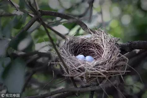 鳥在家築巢